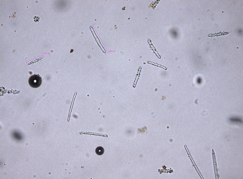 Eunapius fragilis