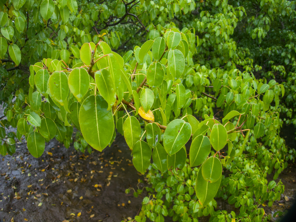 Hippomane mancinella; photograph (c) Slunky, some rights reserved (CC BY)