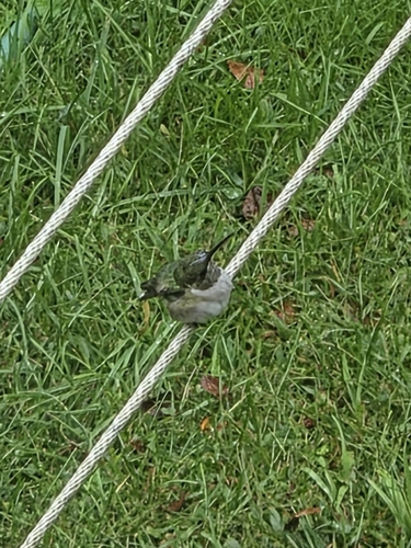 Ruby-throated Hummingbird