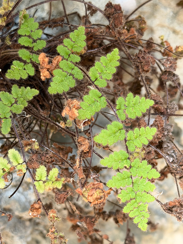 Cooper's Lip Fern