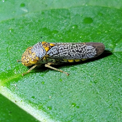 Broad-headed Sharpshooter