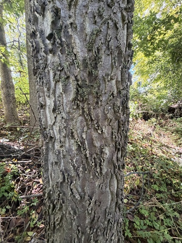 common hackberry