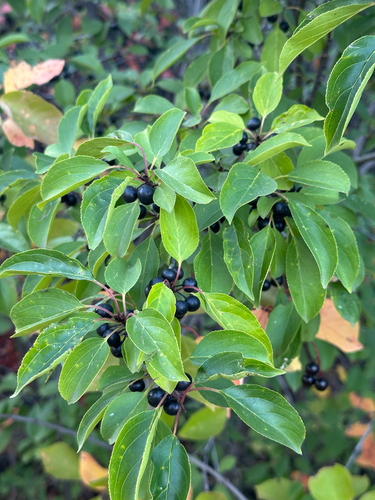 common buckthorn