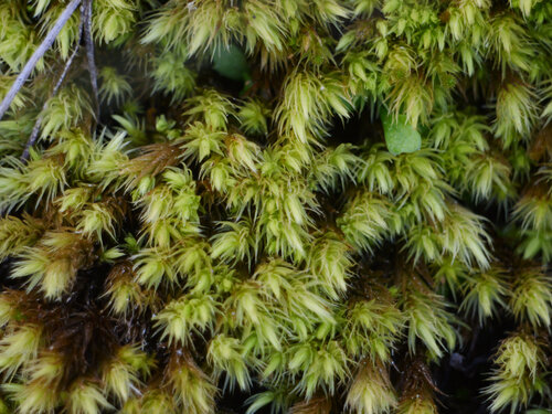 ribbed bog moss