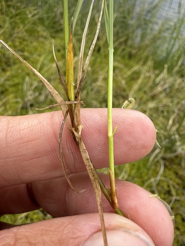 Carex chordorrhiza, photograph 2