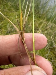 Carex chordorrhiza, photograph (c) Matt Berger, some rights reserved (CC BY)