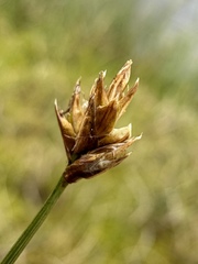 Carex chordorrhiza, photograph (c) Matt Berger, some rights reserved (CC BY)