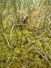 Carex chordorrhiza, photograph (c) Matt Berger, some rights reserved (CC BY)