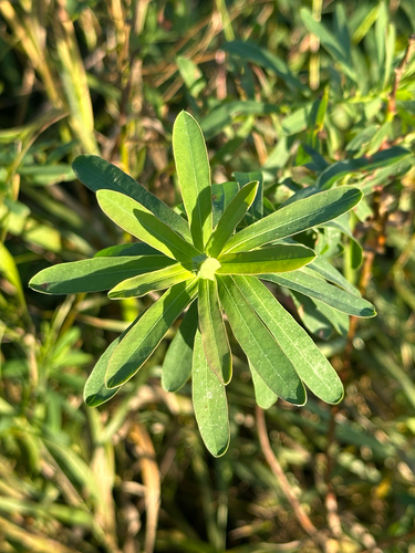slender leafy spurge