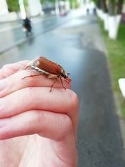 Melolontha melolontha