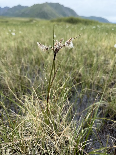 Eriophorum angustifolium, photograph 6