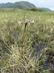 Eriophorum angustifolium, photograph (c) Matt Berger, some rights reserved (CC BY)