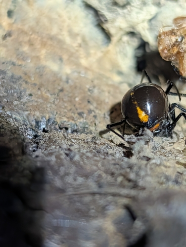 Southern Black Widow