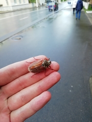 Melolontha melolontha