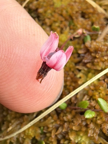 Vaccinium microcarpum, photograph 3