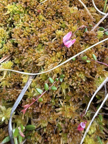 Vaccinium microcarpum, photograph 2