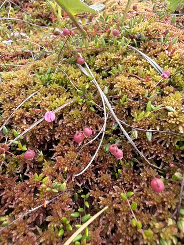 Vaccinium microcarpum, photograph 4
