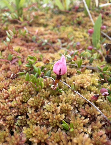 Vaccinium microcarpum