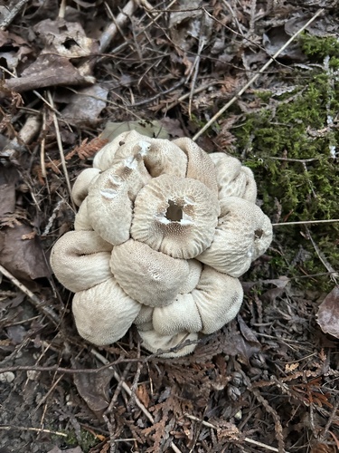 common puffball