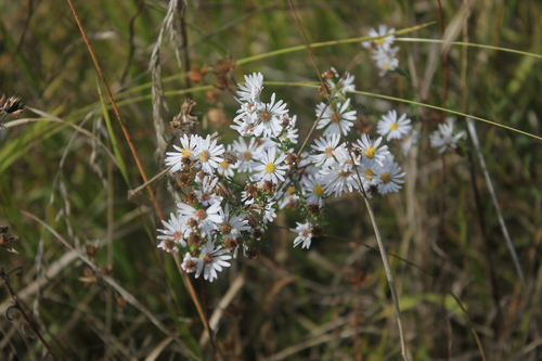 Symphyotrichum hallii, photograph 4