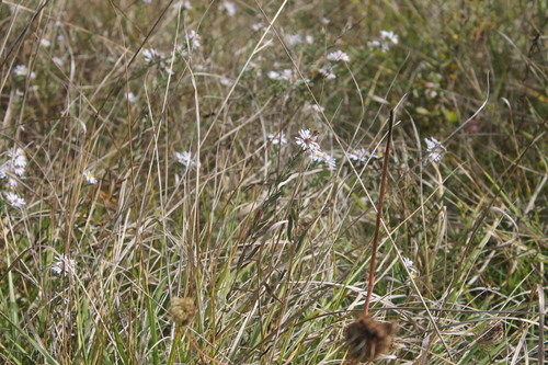 Symphyotrichum hallii, photograph 5