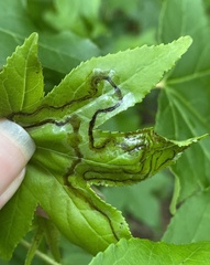 Phyllocnistis liquidambarisella