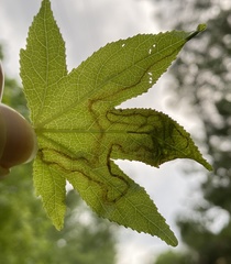 Phyllocnistis liquidambarisella