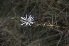 (c) Conquest, some rights reserved (CC BY) Symphyotrichum hallii, photograph (c) Conquest, some rights reserved (CC BY)