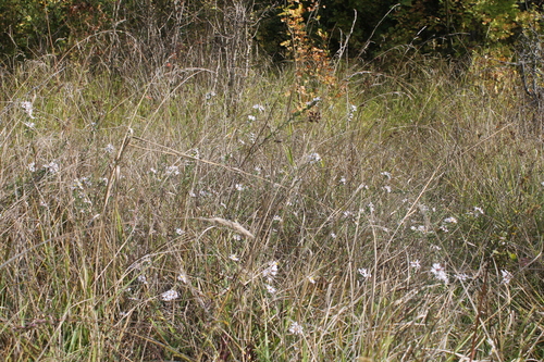 Symphyotrichum hallii, photograph 3