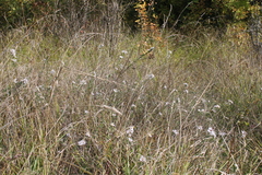 (c) Conquest, some rights reserved (CC BY) Symphyotrichum hallii, photograph (c) Conquest, some rights reserved (CC BY)