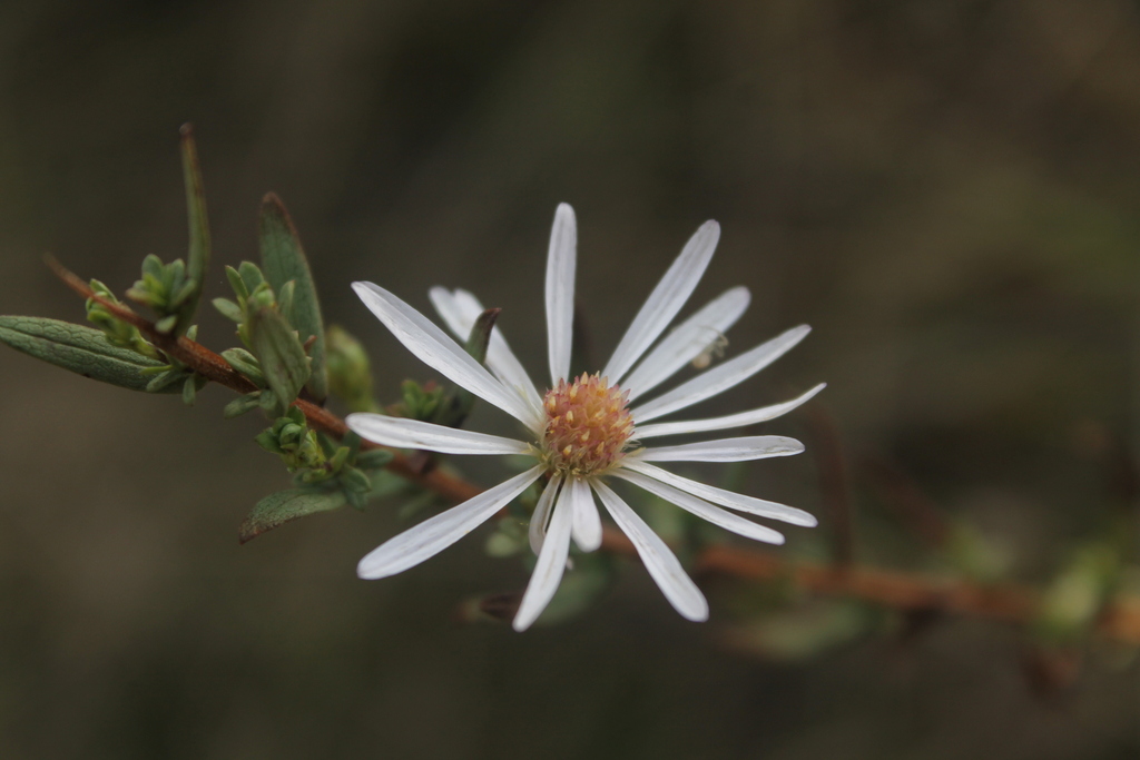 Symphyotrichum hallii; photograph (c) Conquest, some rights reserved (CC BY)