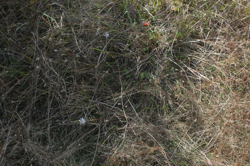 Symphyotrichum hallii, photograph 2