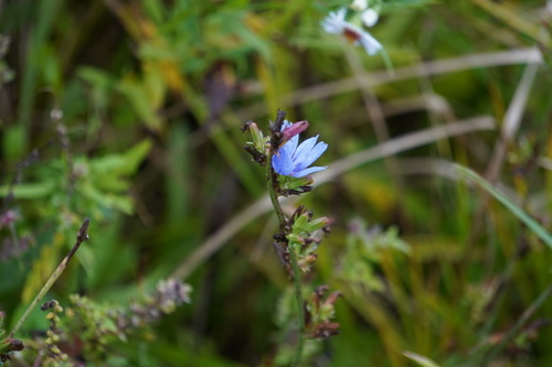 chicory