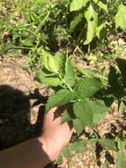 Eupatorium rotundifolium