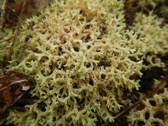 Pulchrocladia corallaizon