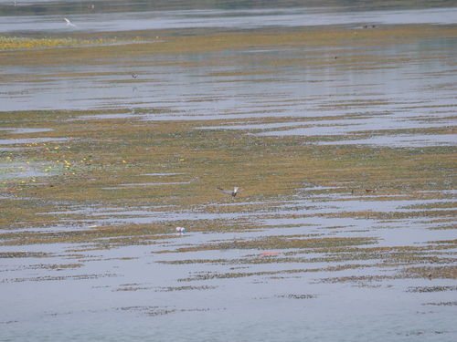 Whiskered Tern