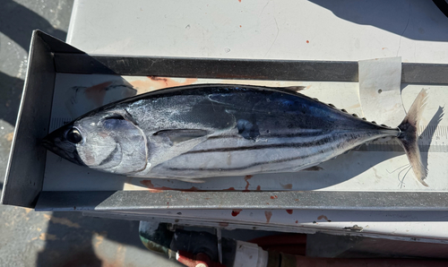 Katsuwonus pelamis observed 2026-09-01