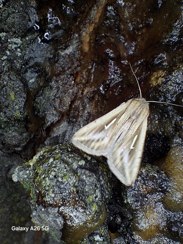L-album Wainscot