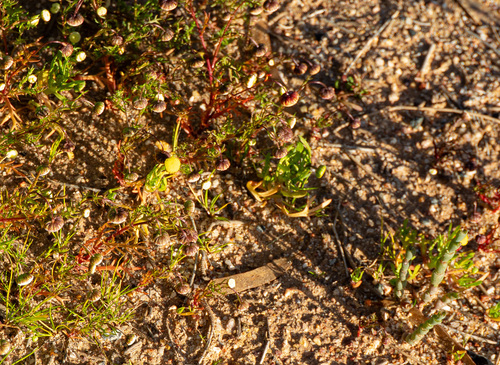 Cotula bipinnata, photograph 5