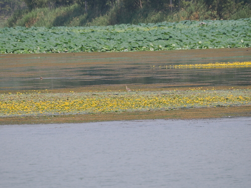 Chinese Pond-Heron