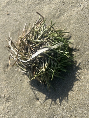 Arctic Green Sea Urchin