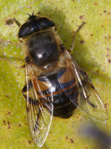 Common Drone Fly