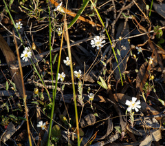 Podolepis gracilis