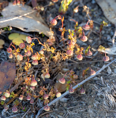 (c) Carmon, some rights reserved (CC BY-SA) Cotula bipinnata, photograph (c) Carmon, some rights reserved (CC BY-SA)