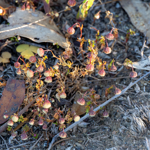 Cotula bipinnata, photograph 3