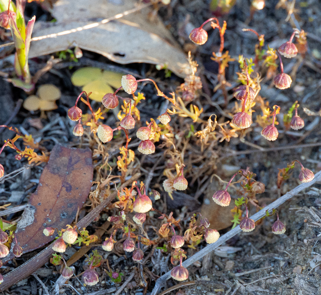 Cotula bipinnata; photograph (c) Carmon, some rights reserved (CC BY-SA)