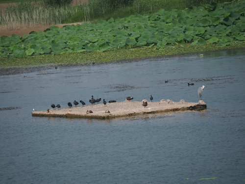 Eastern Spot-billed Duck