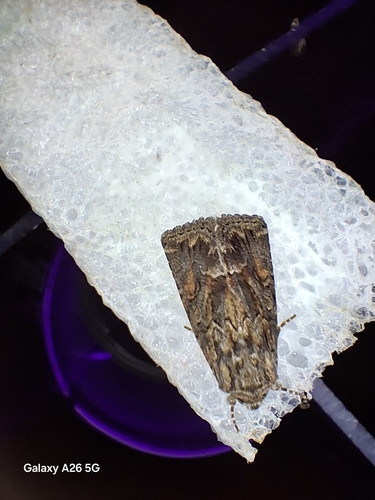 Straw Underwing