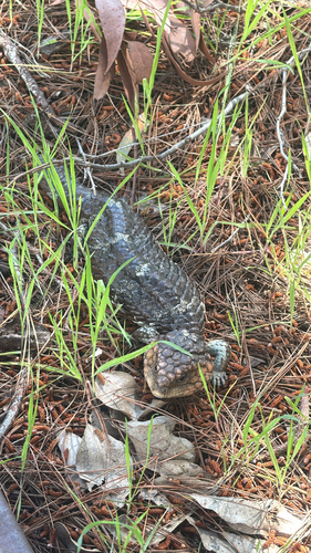Southwestern Shingleback