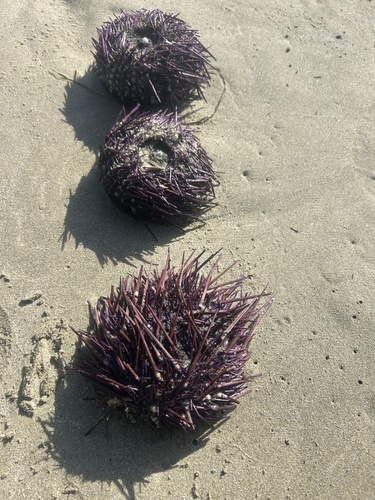 Pacific Purple Sea Urchin